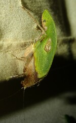 Pycnopalpa bicordata