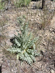 Cirsium cymosum canovirens