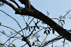 Tamiops mcclellandii