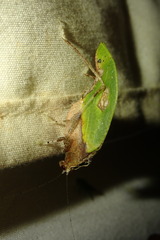 Pycnopalpa bicordata