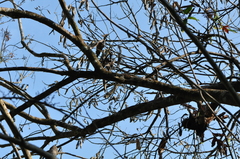 Tamiops mcclellandii