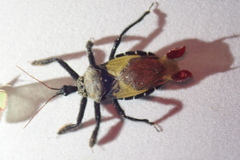 Apiomerus vexillarius