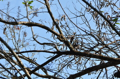 Tamiops mcclellandii