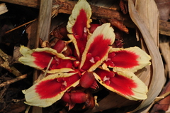 Etlingera