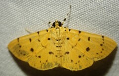 Phaedropsis