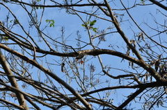 Tamiops mcclellandii