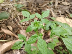 Cleome rutidosperma