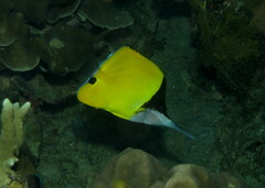 Forcipiger longirostris