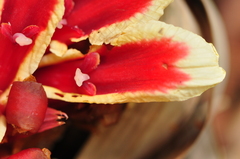 Etlingera