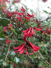 Erythrina × bidwillii