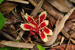 Etlingera