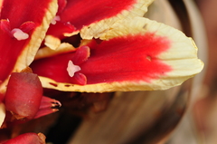 Etlingera
