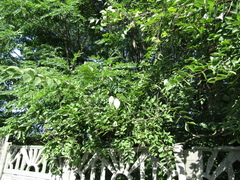 Celtis occidentalis
