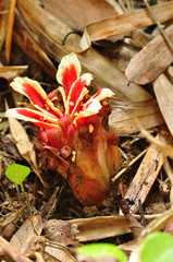 Etlingera