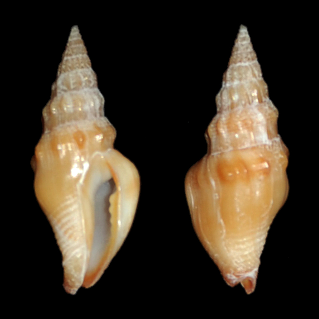 Strombina recurva