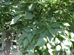 Celtis occidentalis