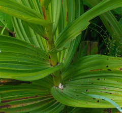 Veratrum lobelianum
