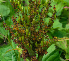 Veratrum lobelianum