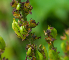 Veratrum lobelianum