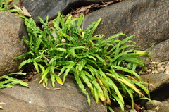 Cryptocoryne
