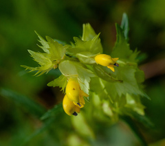 Rhinanthus serotinus