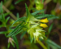 Rhinanthus serotinus