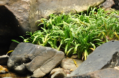 Cryptocoryne