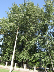 Populus × canescens
