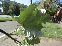 Populus × canescens