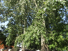 Populus × canescens