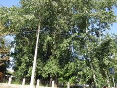 Populus × canescens