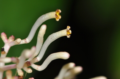 Chassalia curviflora