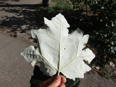 Populus × canescens