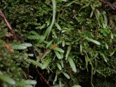 Plagiothecium undulatum