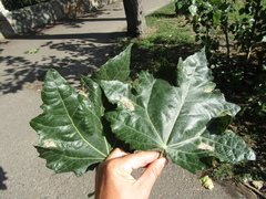 Populus × canescens