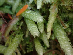 Plagiothecium undulatum