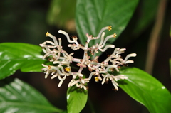 Chassalia curviflora