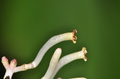 Chassalia curviflora