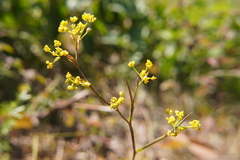 Bupleurum falcatum