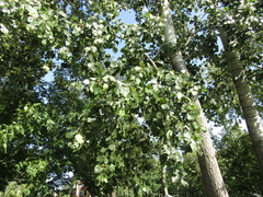 Populus × canescens