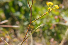 Bupleurum falcatum