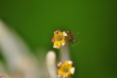 Chassalia curviflora