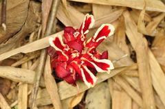 Etlingera
