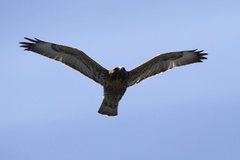 Geranoaetus polyosoma