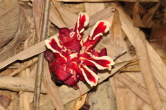 Etlingera