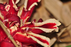 Etlingera