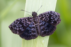 Cycloglypha thrasibulus