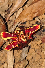 Etlingera