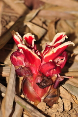 Etlingera