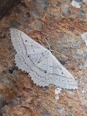 Scopula punctilineata